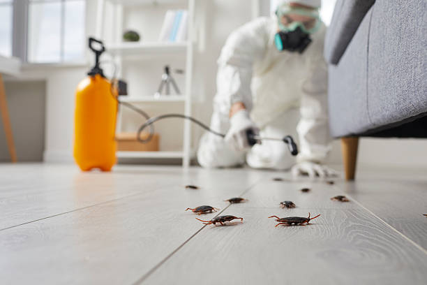 Commercial Rodent Management in Walbridge